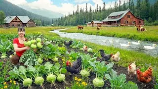 Satisfying Garden Harvest | Harvesting 1000+ Giant Kohlrabi in Winter