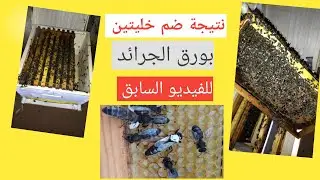 #أحسن نتيجة لعملية ضم خليتين بورق الجرائد للفيديو السابق شاهد و أستمتع أخي النحال