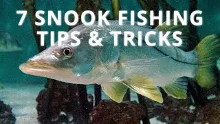 7 Snook Fishing Tips & Tricks