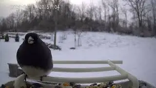 BIRD WATCHING TODAY: Dark-eyed Junco Spotted On Camera!!   | 1/11/2026