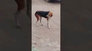new kutte ka video funny video😂😂👍 #labrador #comedy #funny