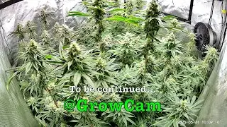 Flip to Flower & The Stretch - 8 Week Cannabis Timelapse - Spring 2025 #grow #trees