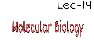 Split gene//Post transcriptional modification of RNA//Molecular Biology....