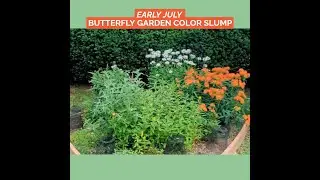 Summer Color Slump in the Butterfly Gardens - Zone 7a - Rhode Island