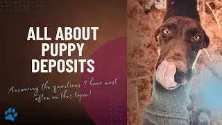 Answering Your Puppy Deposit Questions