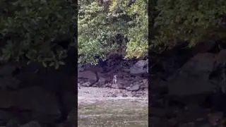 Rare Fiordland Crested Penguin spotted by the water at Milford Sound 🐧 #shorts #newzealand #rare