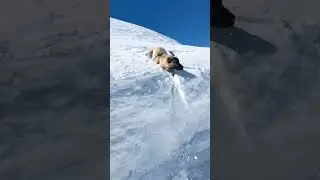 Kangal Dog 🐶 Running in snow #short #viral #kangal