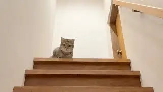 猫が秘密の小部屋に入りたすぎて鳴いてました