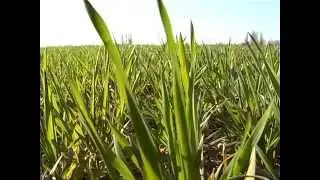 PROVE DI CONCIMAZIONE FRUMENTO TENERO CON AZOTATI A LENTA CESSIONE