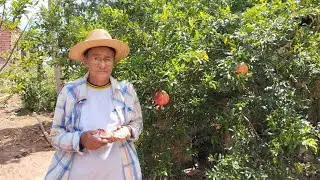 Como está minhas galinhas