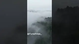 Forest View #forest #forestview