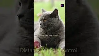 Why Cats Sleep Near You 🐱