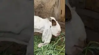 haha 🐐🤪 #funny #quarbani #eid #2025 #trending #shorts #azanvlogx #goat #love
