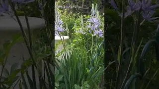 Цветёт камассия #flower