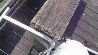 Pier Fishing At Myrtle Beach, Catching Sharks