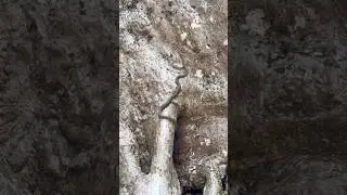 Tree snake in Cambodia 🇰🇭