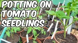 Crimson Crush Blight Resistant Tomatoes-Transplanting Tomato seedlings