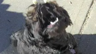 Dog catching food in his mouth in slow mo