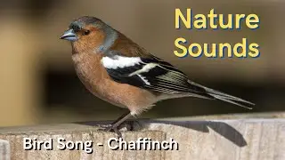 Bird Song - Chaffinch - Bird Sounds : Identify Birds - Singing and Their Sounds - Nature Sounds