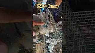 Buy Rabbit Bunny Price 250/- ❤️ Galiff Street Pet Market #rabbit #bunny #shorts