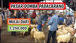 Hari ini mulai dari harga 1.250.000, harga domba garut dan domba priangan (030126)