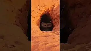 Animal fox of golden sand dunes Erg Chebbi Merzouga, Morocco.