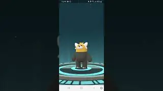 Evolving Shiny Stufful in Pokemon Go!