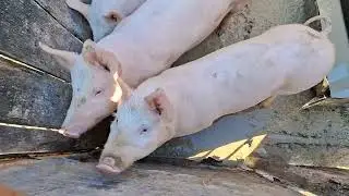Jelenlegi sertés állományunk 2025 december🐖🐖🐖🍻🍻🐷