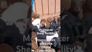 Meatmaster sheep lambs! #sheepfarming #meatmasters #sheepherding #farm #sheepbreeding