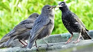 Starlings feeding their chicks (P4), starling bird's variety of calls and sounds