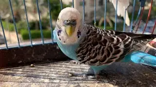 صديقي اشتري زوج عصافير مليان مشاكل و عيوب😰 (اتنصب عليه) + مفاجأة بالفيديو