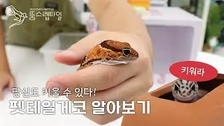 당신도 키울 수 있다!┃펫테일게코편