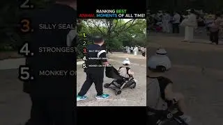 RANKING BEST ANIMAL VIDEOS OF ALL TIME!