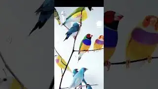 #golfenthusiast #finch