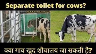 Separate toilet for cows?|MooLoo training|Cow potty trained|क्या गाय खुद शौचालय जा सकती है? #facts