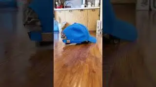 Little adorable Kittens playing with siblings funny moments  #kittyvibes #funnycats #kittenvideos
