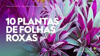 10 PLANTAS de FOLHAS ROXAS