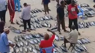 SOM FISHING PORT IN INDIAN OCEAN SEA AMAZING FISHING VIDEO 