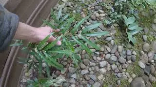 Mahonia oiwakensis in fruit.  Mahonia fortunei checking in.