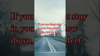 Double Solid White Lines &ndash; Road Safety Explained