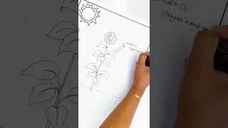 photosynthesis diagram drawing class 6 to 12 #diagram #drawing #scienceproject