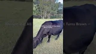 Mission: Eat All The Grass Before It Turns Brown &mdash; Winter&rsquo;s Coming