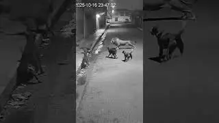 CCTV Footage: Brave Dogs Scare Off Lion at Night! 😱