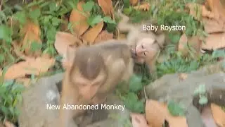 Sovanna Team's passionate greeting on the New Abandoned monkey Especially Tiny Baby Royston