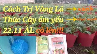 Cách Thúc Cây Ốm Yếu Nhanh Lớn || Xử Lý Cây Vàng Lá
