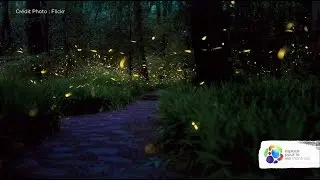 What makes fireflies light up?