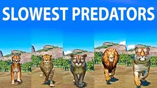 The Slowest Predators Speed Races in Planet Zoo included Tiger, Lion, Caracal, Cheetah