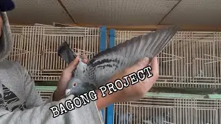 Bagong Project na Susubukan - Capistrano Loft