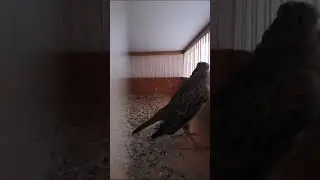 соло джурбая🤗👍🔥