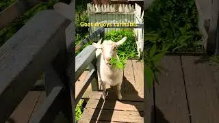 Goat enjoys cannabis